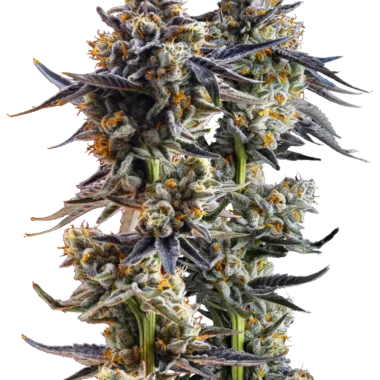 What Are Quad-Infused Pre-Rolls? The Complete Guide to Jeeter’s Most Potent Roll 2026