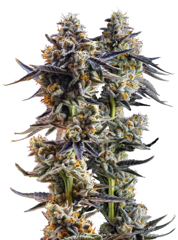 top 10 jeeter strains