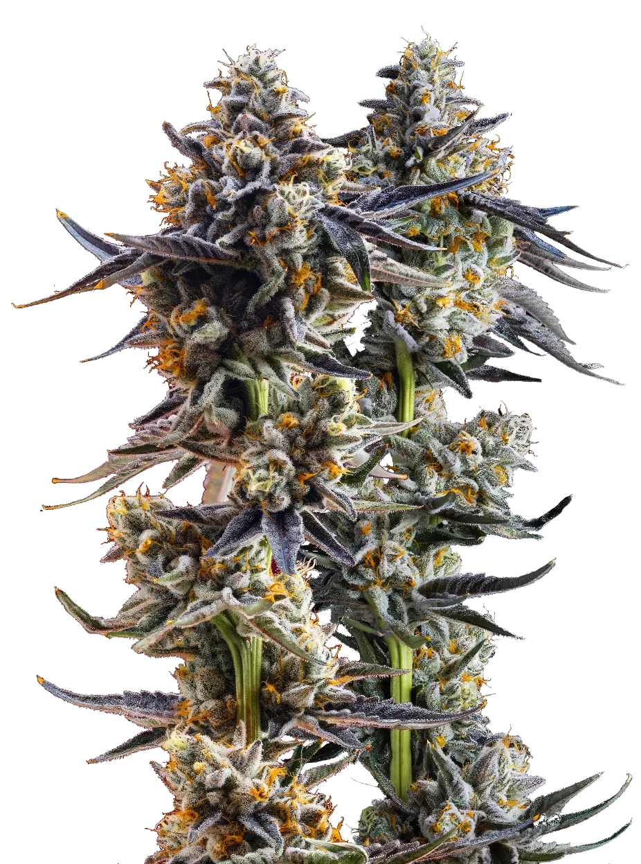 top 10 jeeter strains