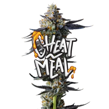 Cheat Meal