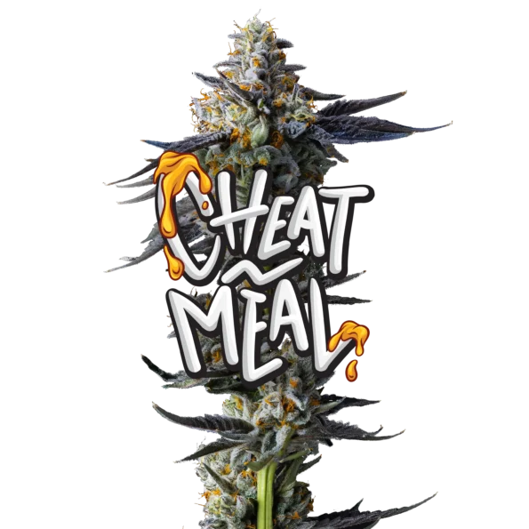 Cheat Meal Jeeter Flower Premium Hybrid Cannabis