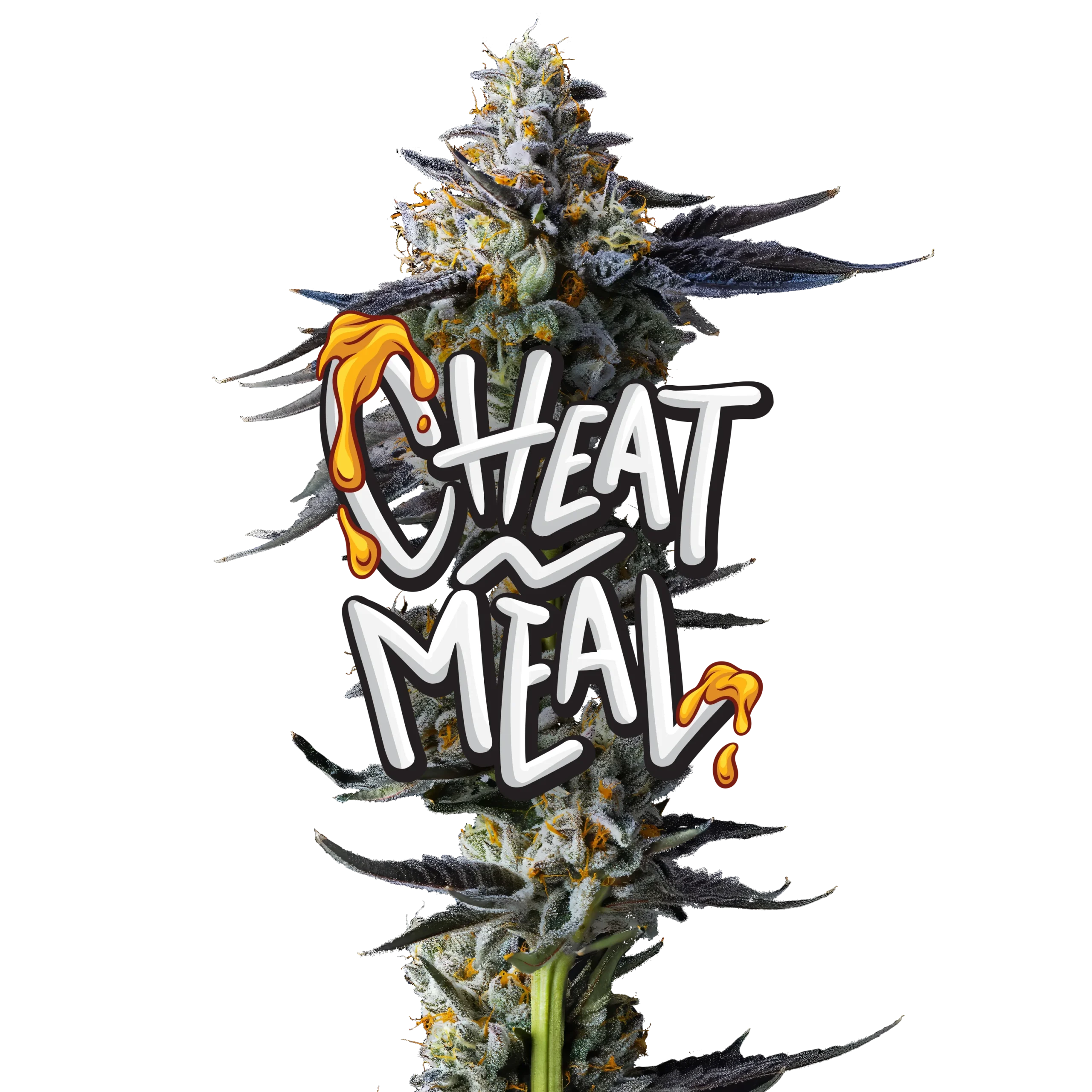 Cheat Meal Cheat Meal Jeeter Flower | Premium Hybrid Cannabis Strain
