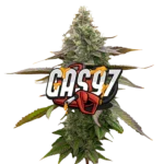 Gas ’97