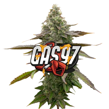 Gas '97