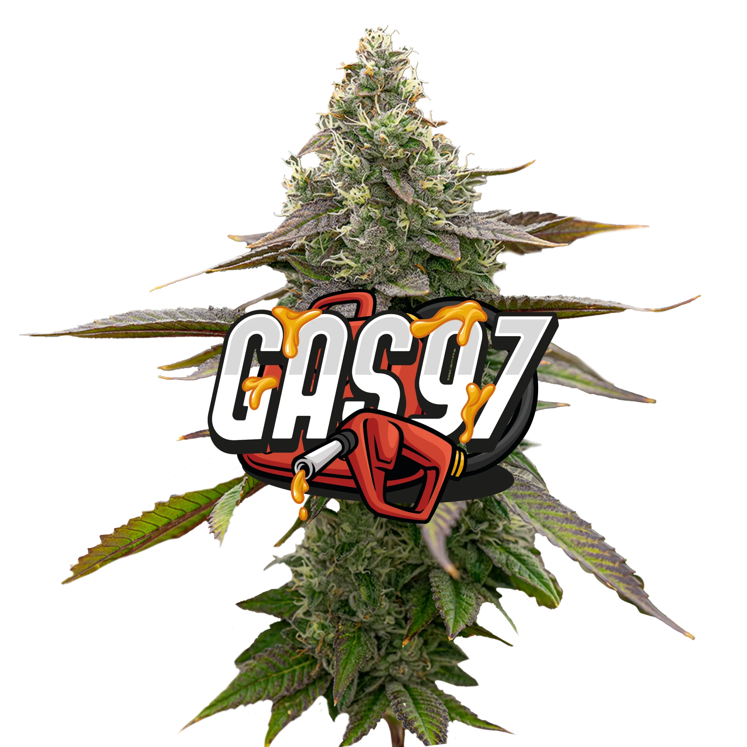 Gas '97 Gas ’97 Jeeter Flower | Premium Indica Gas Strain