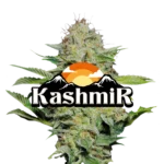 Kashmir Jeeter Flower | Premium Hybrid Cannabis Strain