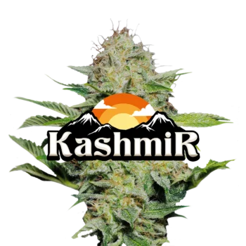 Kashmir