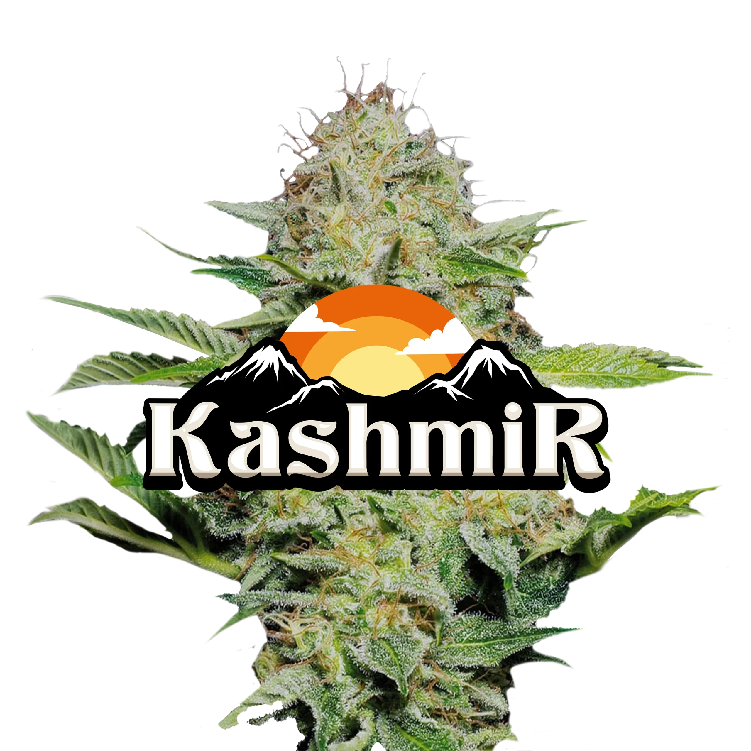 Kashmir Kashmir Jeeter Flower | Premium Hybrid Cannabis Strain