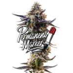 Permanent Marker Jeeter Flower | Premium Potent Hybrid Cannabis