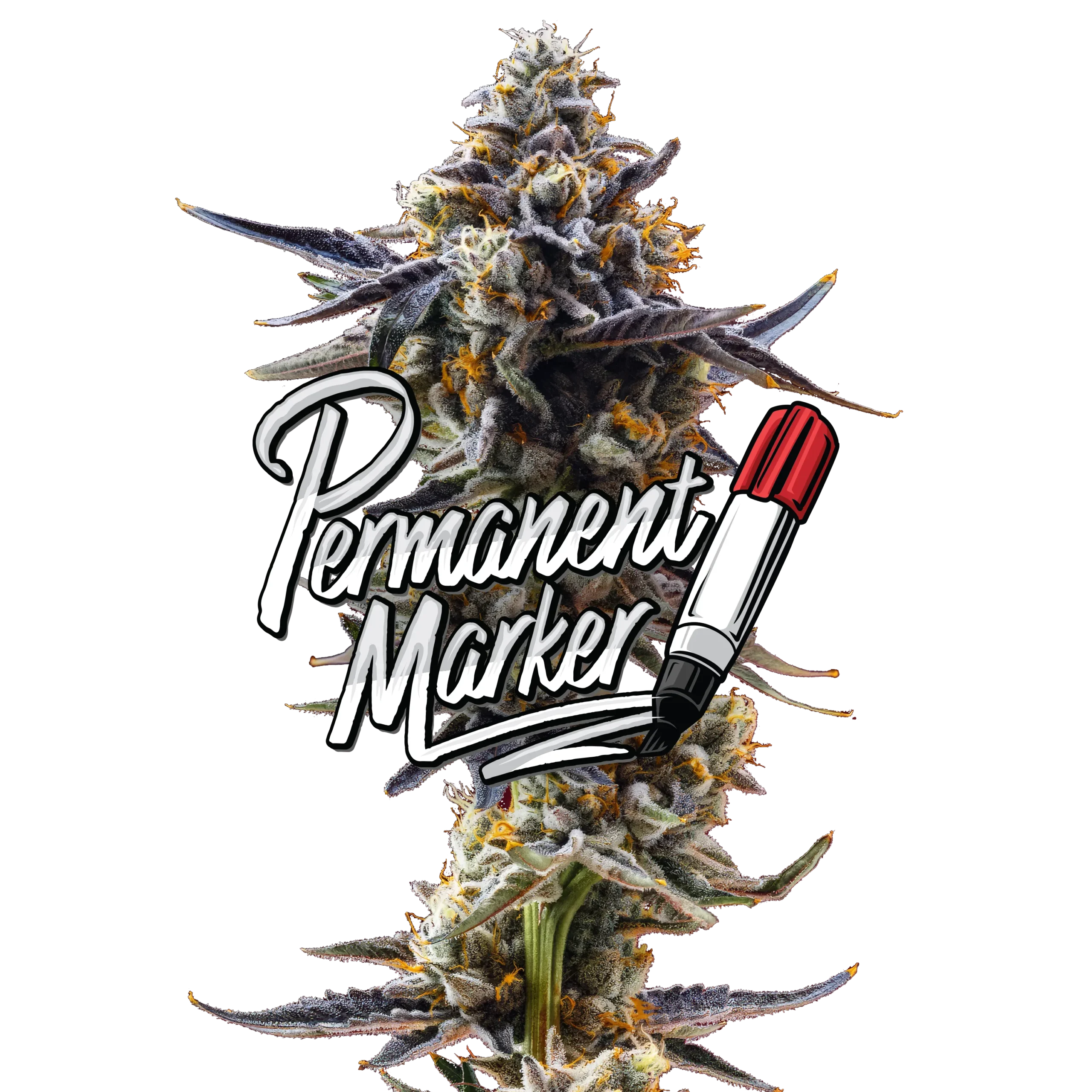 Permanent Marker Permanent Marker Jeeter Flower | Premium Potent Hybrid Cannabis