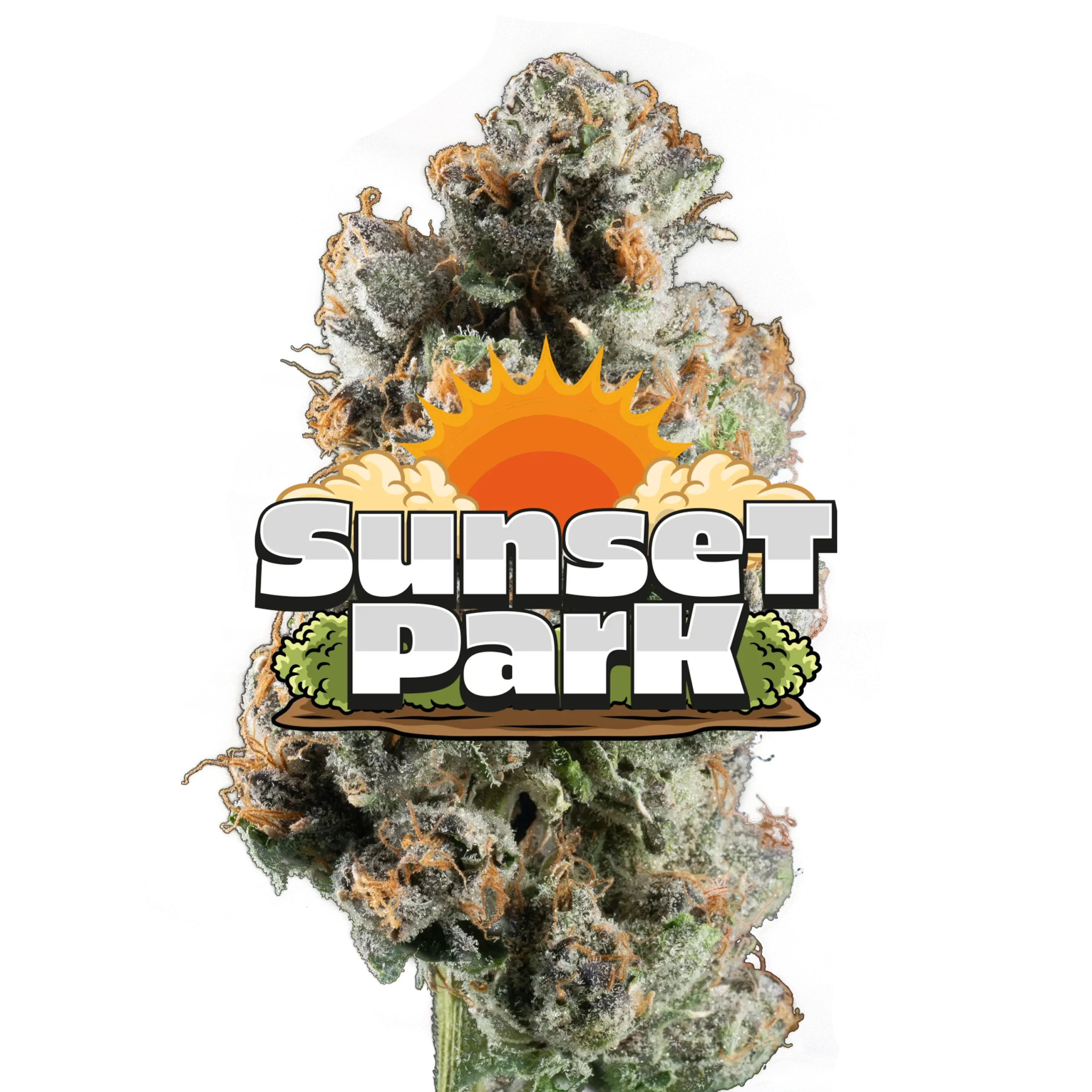 Sunset Park Buy Sunset Park Jeeter Flower